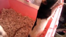 Indy and Marty - male rats aged 1 year old and 6 months old