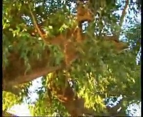 Maira Sharif Ki tareekh