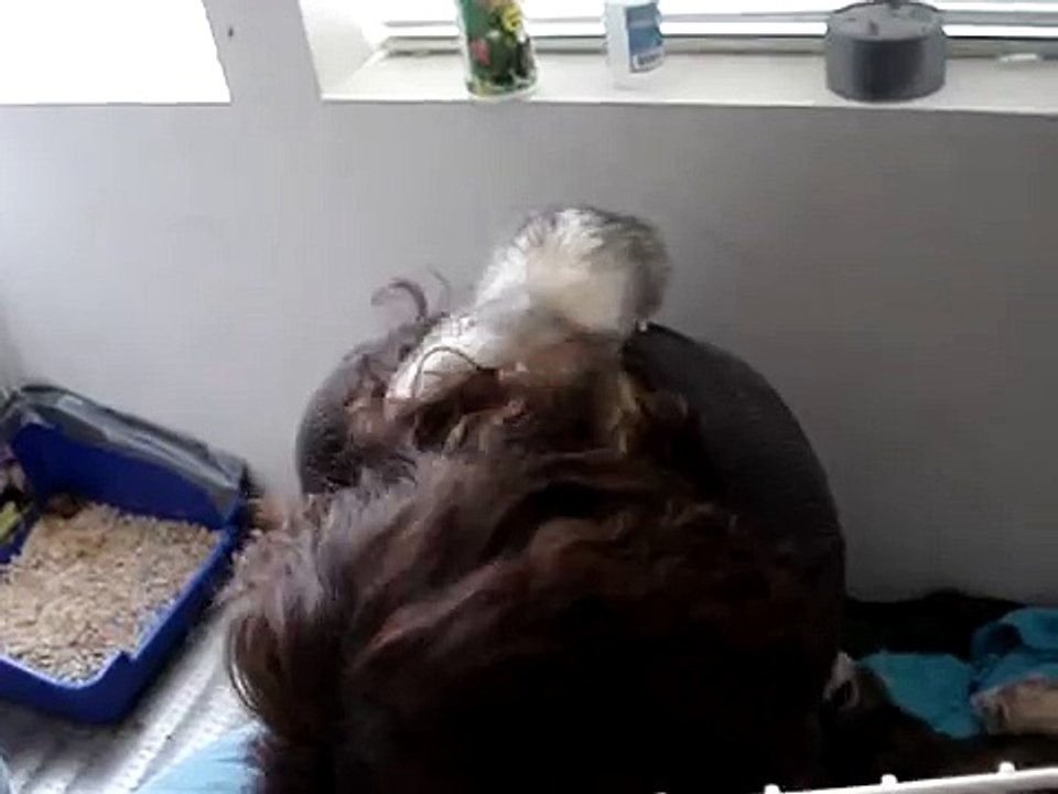 the biggest lice EVER.