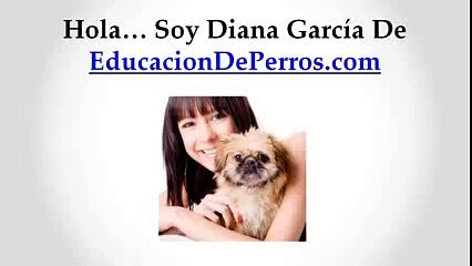 Como Enseñar a un Perro a Ir al Baño