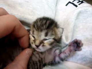 Tickling a baby kitten (10 days old)!