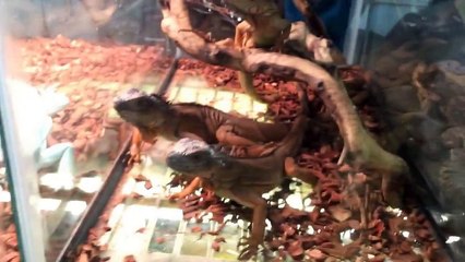 White Plains Reptile expo