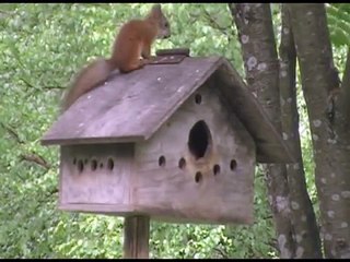 Big squirrel vs small squirrel