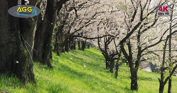 [4K Ultra HD] 桜吹雪 Sakura Fubuki-Cherry Blossoms Blizzard ( Shot on RED )