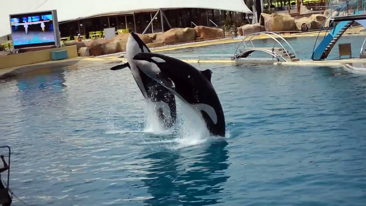 Spectacle orque de Marineland, Freya, Valentin