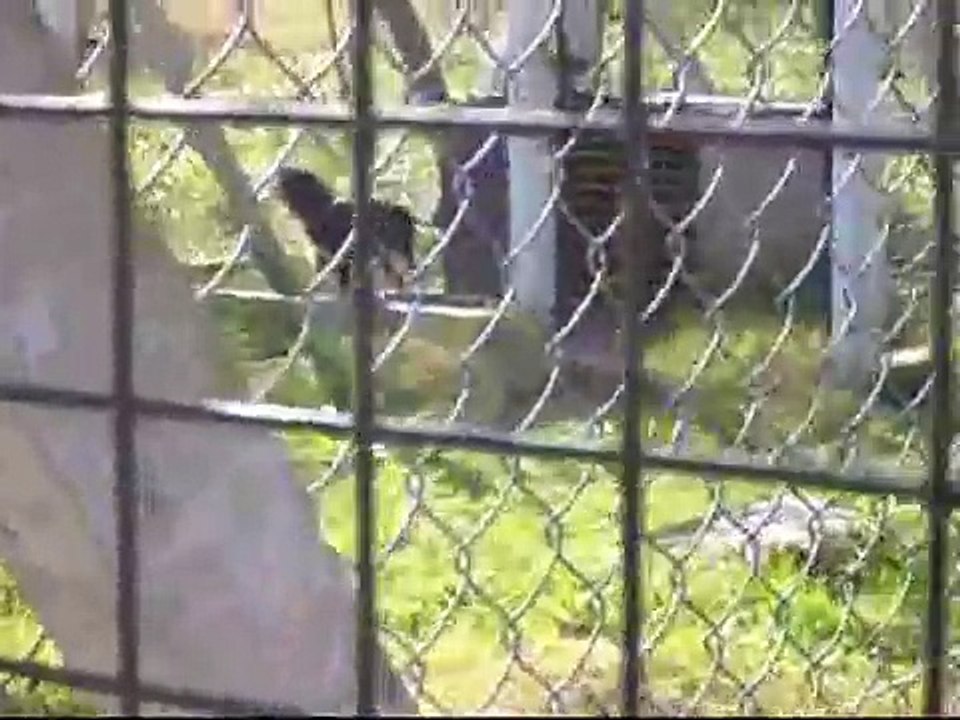 perritos del Refugio Municipal De Mercedes bs. as