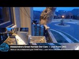 Alessondra's OKC Great Horned Owl Cam Amur Fledges Mrs T brings rabbit 9:16pm 4-5-2014