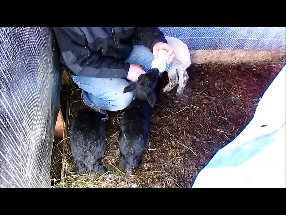 Bottle Babies: Feeding the Bum Lambs! (Cute)