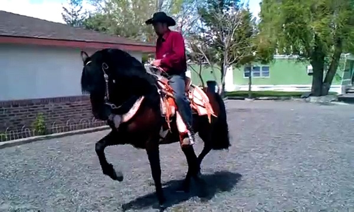 Caballos Bailadores, Andaluz de David Gonzalez