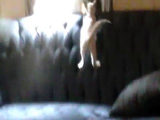 Bella  ( the cat) and Peanut (the Squirrel)  playing together 001.MOD