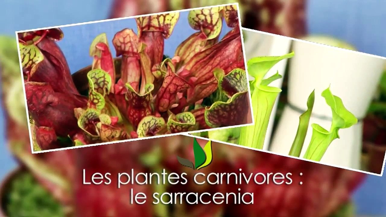 Plante carnivore : le sarracenia
