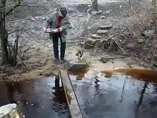 Un chat trouve toujours le moyen de rester au sec !