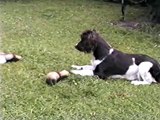 Springer Spaniel dog nursing the ferret puppies (amazing funny)