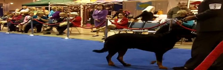 2010 12 01 Long Beach AKC Dog Show Beauceron Class