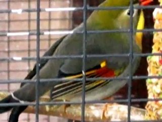 Singing Chinese Nightingales