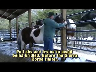 Sierra Horse Halter Ad 1
