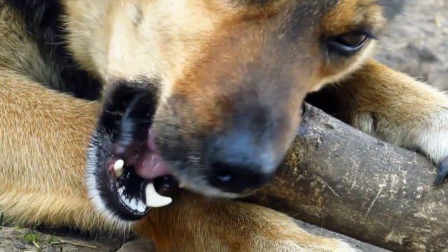 Что делать если собака не ест или плохо ест?