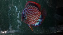 00088   turquoise discus with first free swimming fry but with many dead 2