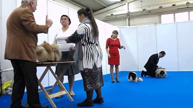 Интернациональная выставка собак всех пород CACIB-FCI СЕЗОН В НИЖНЕМ - 2014