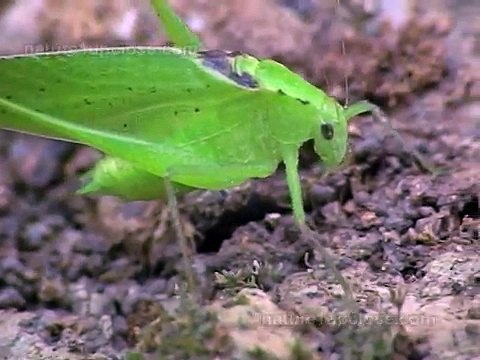 Tarantula hunts katydid (#1106)
