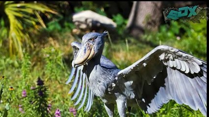 25 Animales Extraños Y Desconocidos Del Mundo (Galeria de Fotos) Segun ScawDarko X