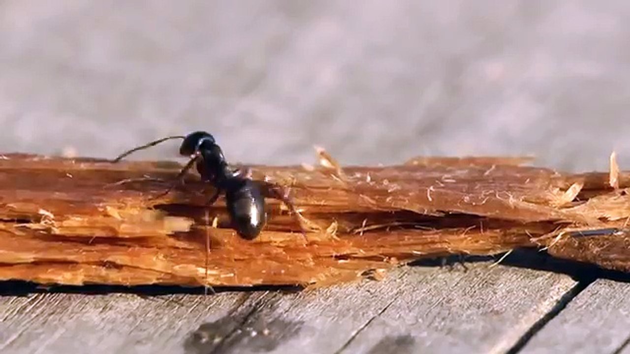 Fourmi qui boit de la vodka