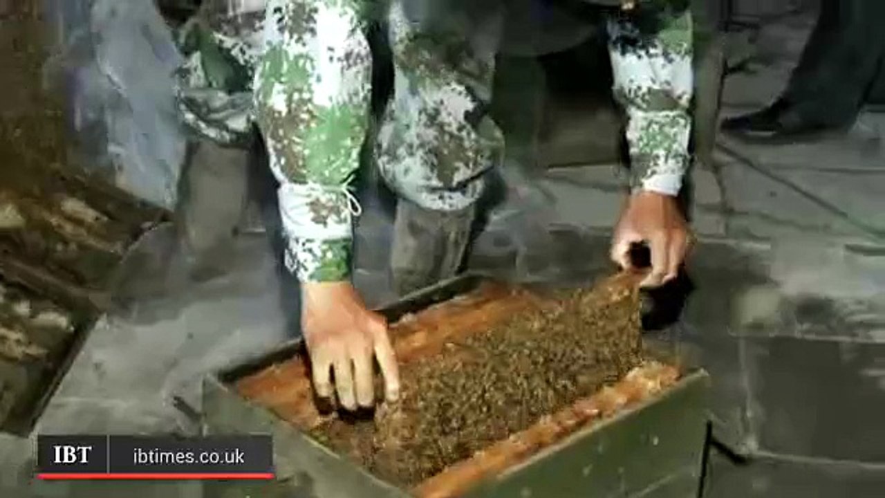 Vous avez peur d'une abeille ? Lui n'a pas peur de 1 Million d'abeilles !