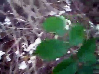 Vous n'avez jamais rien vu de tel ! Ces champignons sont énormes !