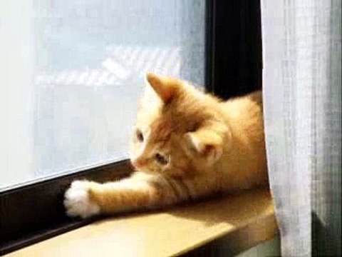 cat cute kitten 猫 ねこ ネコ ぬこ かわいい