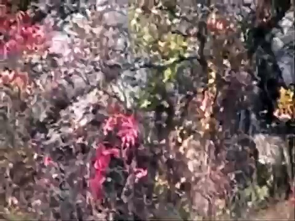 Big Bad Wolf Eats Yogi Bear Video