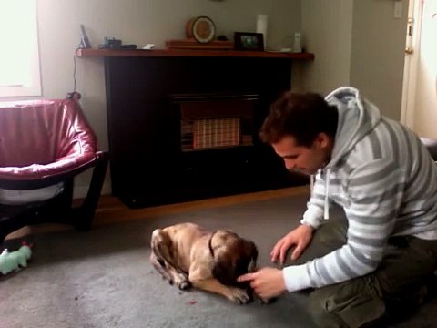 Hector's first tricks, our super sweet and cute ten week old great dane puppy (funny)