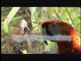 Aves del Perú - CAN