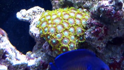 Filb's Red Sea Max 130D HD Tank video April 17, 2012 (Widescreen)