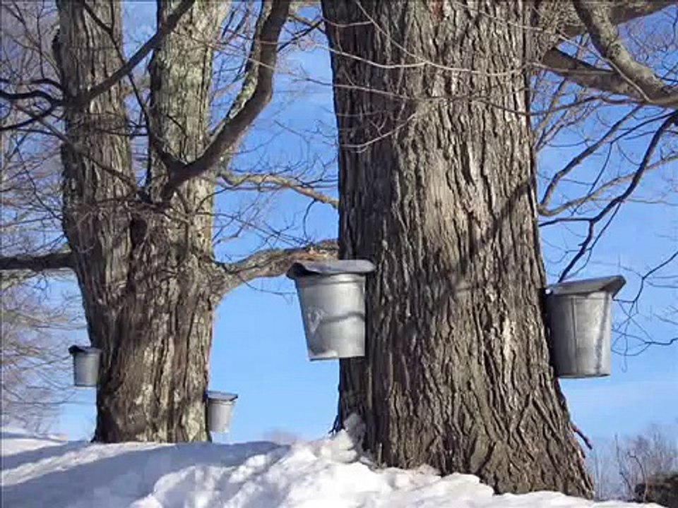 Pure Vermont Maple Syrup