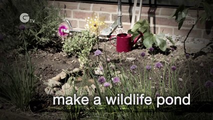 How to build a wildlife pond