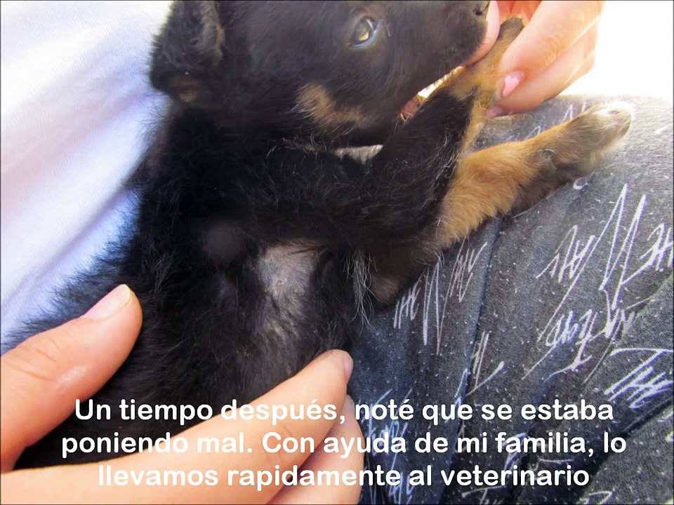 Rescate a perro callejero