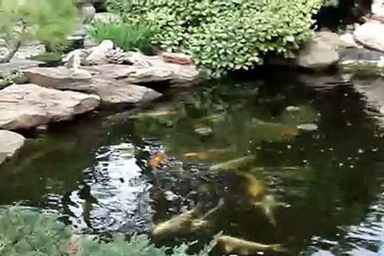 Tai Chi Pond ( Koi Pond )