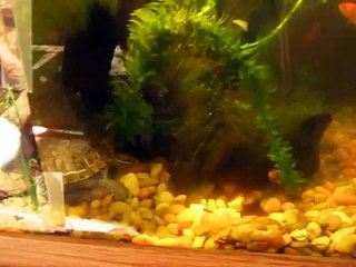 My turtle tank setup