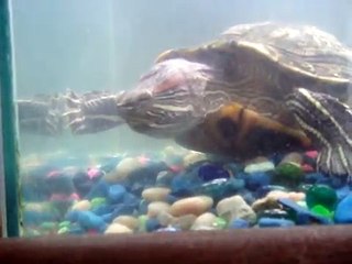 Introducing ... Miss Farrah & Franklin  " FARRAH' S TURTLE "
