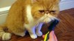 Cat trains owner in the proper way to brush him. Exotic shorthair/flat faced cat.