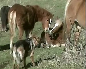 Storie di cani (e di altri animali): Niki e i cavalli