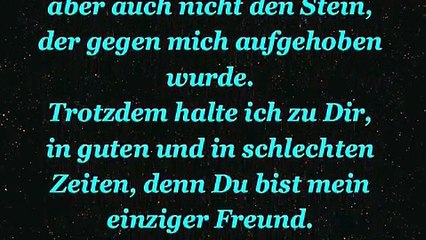 12 Bitten eines Hundes