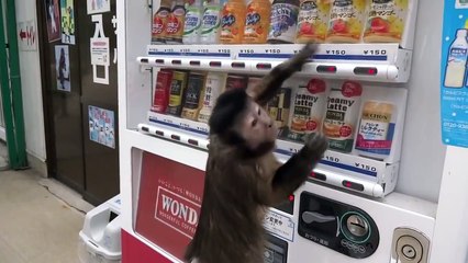 Monkey Buys Himself A Drink