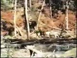 Bigfoot 1967 film the famous bigfoot film of all time(maybe)