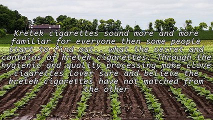 Kretek Clove Cigarettes from Indonesian