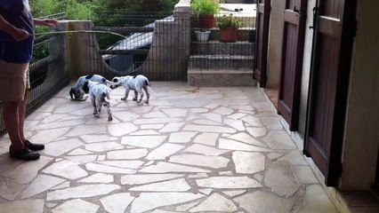 Vidéo des premiers arrêts sur leure de Lotis, Lutèce et Latino