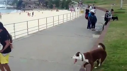 Le chien footballeur joue avec son maître