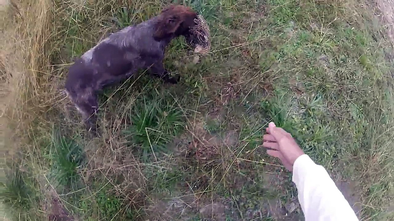 Caça ás Perdizes no Uruguai 2014