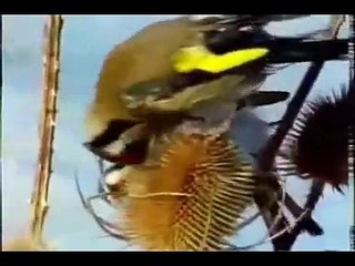 JILGUEROS,VERDERONES Y LUGANOS