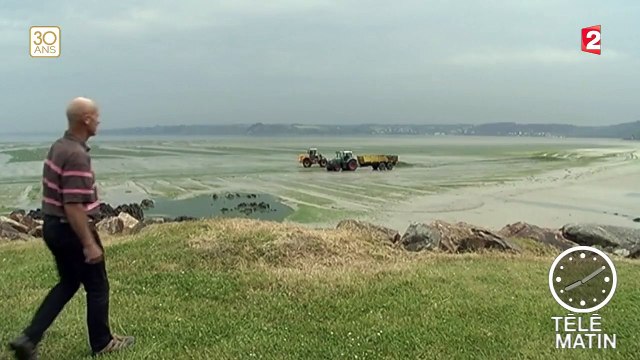La prolifération des algues vertes inquiète de nouveau en Bretagne